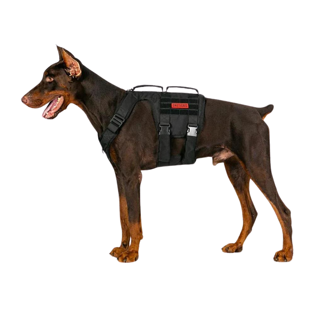 Gladiator Doberman Champion Bloodline Get American Bulldog Harness